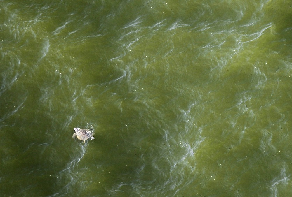 FILE - In this Saturday, July 10, 2010, file photo, a Kemp's Ridley sea turtle, an endangered species, is seen as scientists participate in a marine mammal/sea turtle survey flight related to the Deepwater Horizon oil spill on a National Oceanic and Atmospheric Administration twin otter DHC-6 over the Gulf of Mexico near the Chandeleur Islands off the Louisiana coast. Environmental groups have asked a federal court to toss out the government's assessment of oil and gas activity's likely effects on endangered species in the Gulf of Mexico. A lawsuit filed Wednesday, Oct. 21, 2020, says the report doesn’t consider the likelihood of another catastrophic oil spill like BP's Deepwater Horizon spill of 2010. (AP Photo/Gerald Herbert, File)