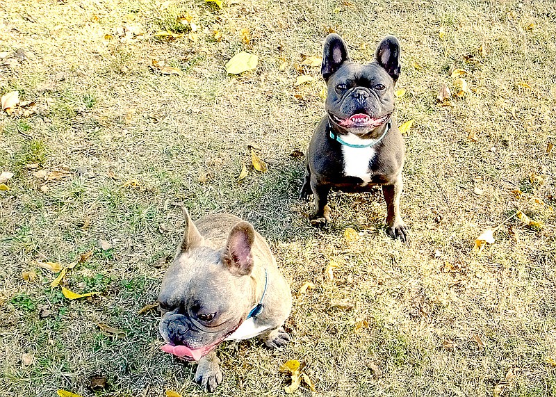 Lynn Atkins/The Weekly Vista
On small dog day, two French bulldogs who not related renew their friendship.