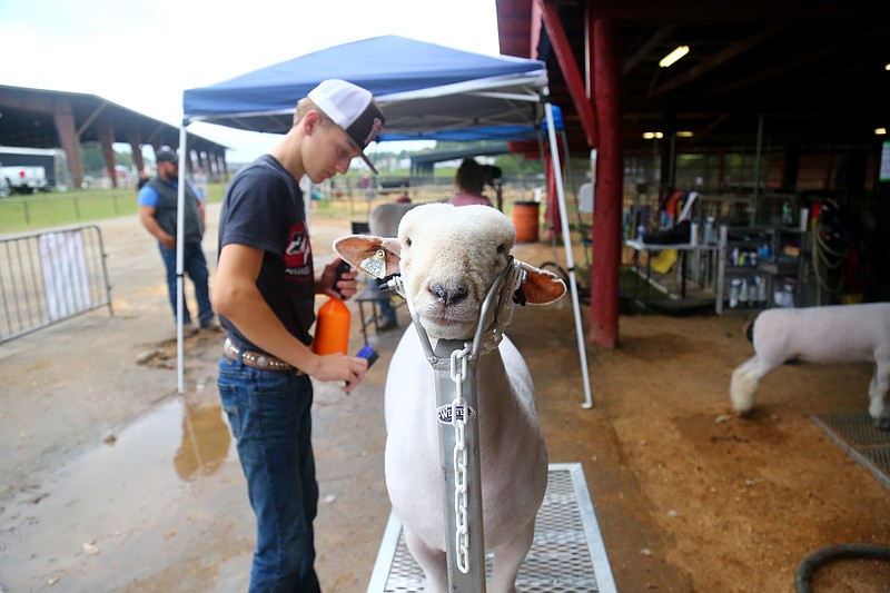 Levi Weaver of Fayetteville grooms Short Stuff, a yearling ewe, before competition Oct. 21. (Special to The Commercial/Ryan McGeeney)