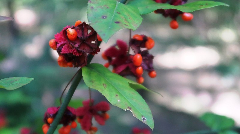 Euonymus americanus, commonly called strawberry euonymus or hearts-a-burstin' is a native woodland shrub.  (Special to the Democrat-Gazette)