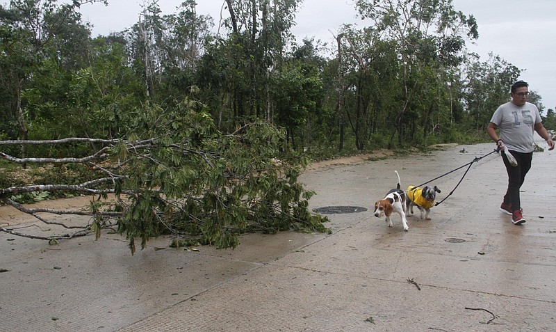 A man walks his dogs past fallen trees after Hurricane Zeta's landfall in Playa del Carmen, Mexico, early Tuesday, Oct. 27, 2020. Zeta is leaving Mexico’s Yucatan Peninsula on a path that could hit New Orleans Wednesday night. (AP Photo/Tomas Stargardter)