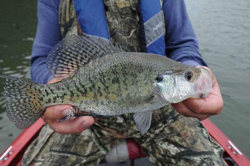 During fall, try fishing for crappie in the same spots that produce fish during spring.
(NWA Democrat-Gazette/Flip Putthoff)