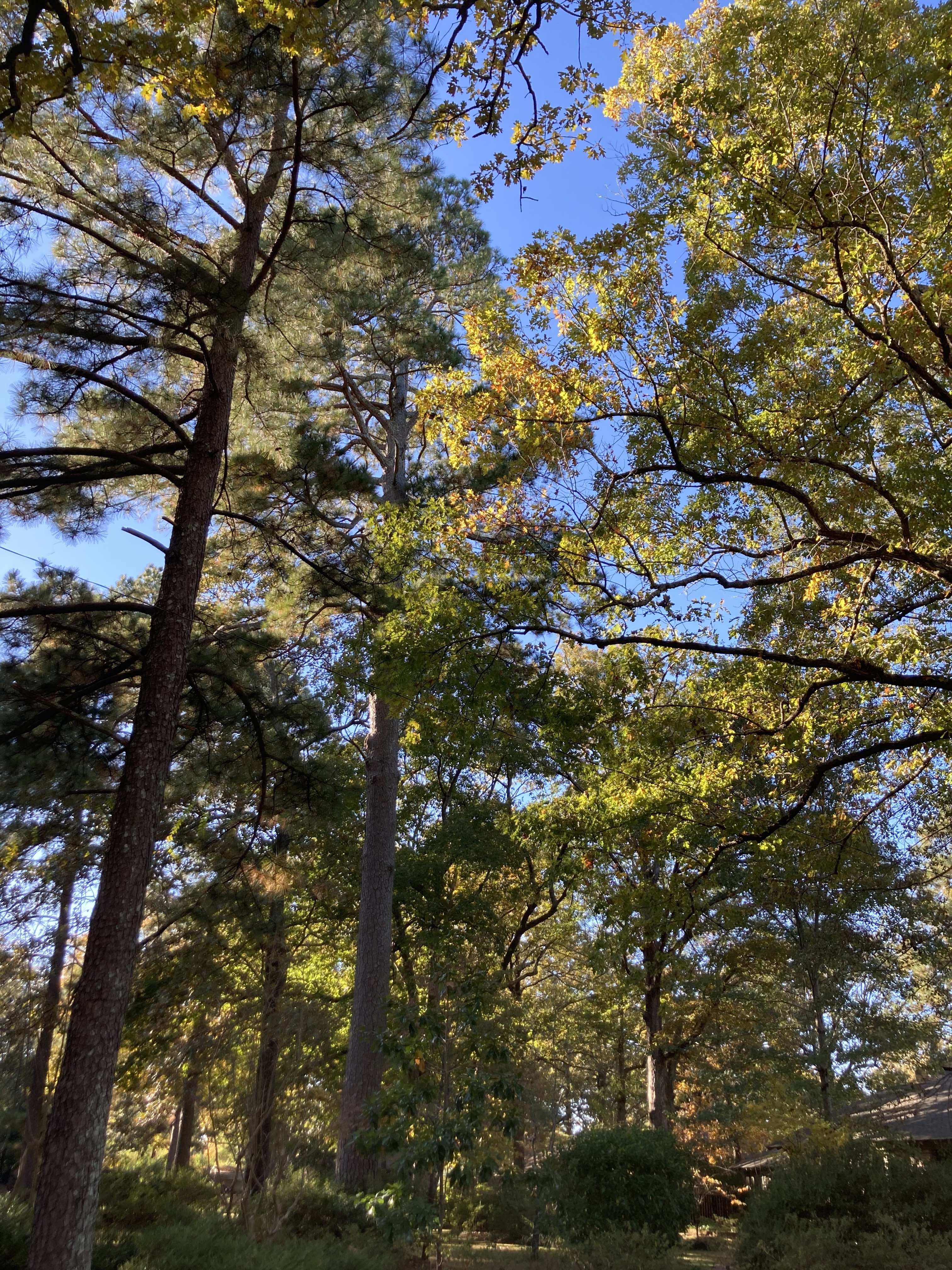 Pine Bluff one of five state cities to receive U.S. tree care grant