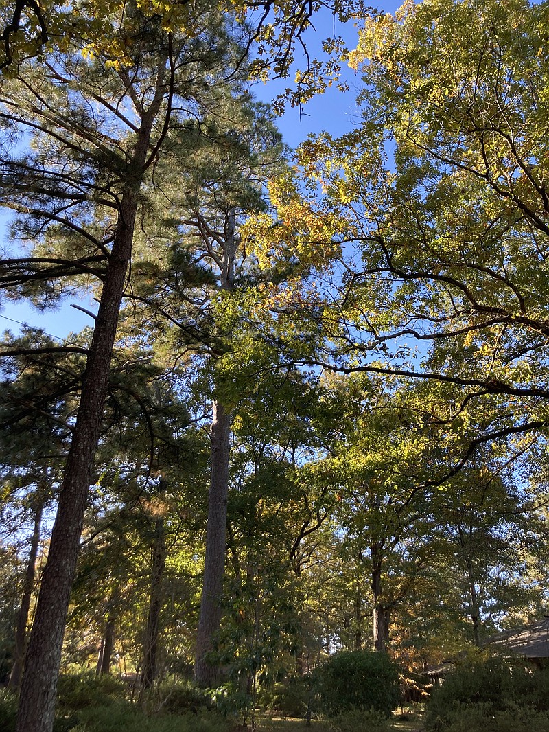 Pine Bluff, which was designated a Tree City USA in 2014, recently received a $12,000 Urban and Community Forestry Grant. (Pine Bluff Commercial/Byron Tate)