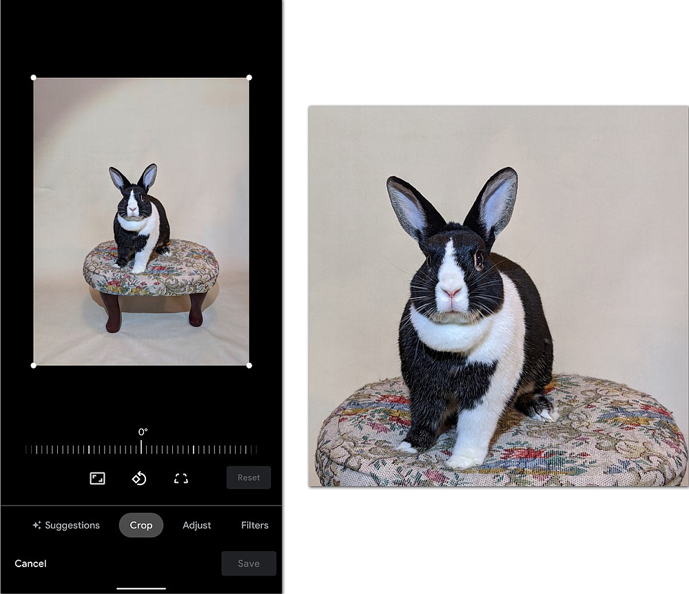 Using your smartphone's cropping tool can make your homemade pet portraits look more professional. (The New York Times/J.D. Biersdorfer)