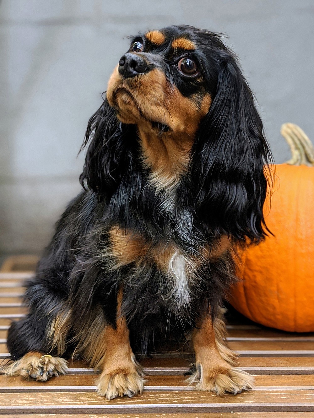 For a great pet photo using your smartphone, turn off the flash and go with natural light when you can. (The New York Times/J.D. Biersdorfer)
