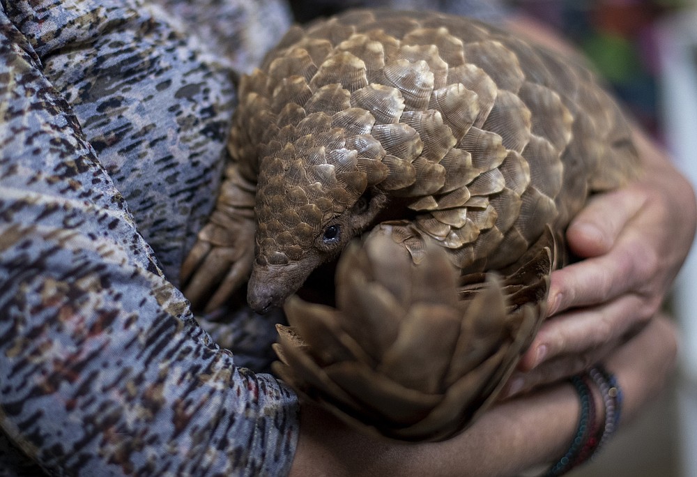 Scaled pangolins in demand, often poached