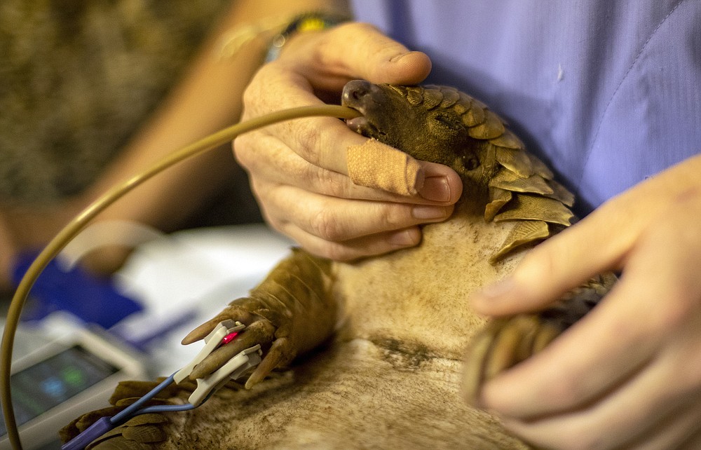 Scaled pangolins in demand, often poached