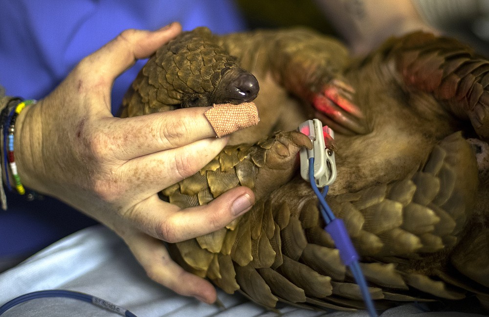 Scaled pangolins in demand, often poached