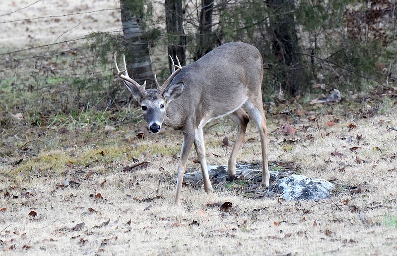 Bucks and does are legal game during modern gun deer season in Arkansas. The season opens on Saturday morning.
(NWA Democrat-Gazette/Flip Putthoff) story.lead_photo.caption