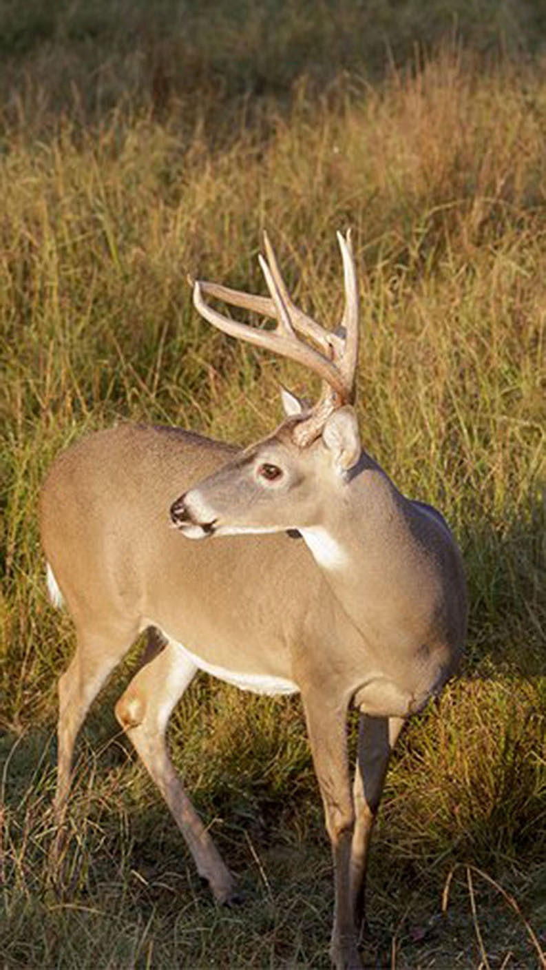 Deer are abundant throughout Arkansas. Modern gun deer season opens on Saturday.
(Courtesy photo/Arkansas Game and Fish Commission)