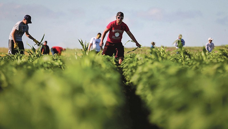 This photo taken July 15, 2014, shows a crew of teenagers working, as Aaron Lehman walks the soybean fields near Polk City, Iowa. The threat that herbicide-resistant weeds, such as Palmer amaranth, will get a toehold in Iowa has sparked discussion about whether Iowa could return to a time when most farmers used high school students to "walk beans," hand-weeding soybean crops. (Rodney White/The Des Moines Register via AP)