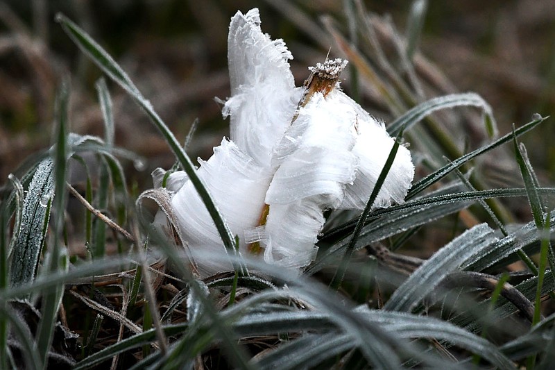 Submitted/TERRY STANFILL
Frostflowers were visible along the Eagle Watch Trail on Nov. 2 due to subfreezing temperatures in the morning.