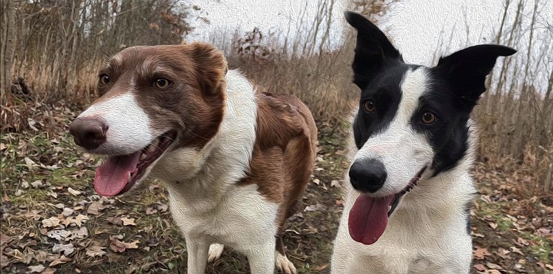 Litter mates born in 2014, border collies Sarah (left) and Ellie appear to have aged very differently by 2019. Sarah's muzzle is graying and she's less energetic than Ellie. (Democrat-Gazette photo illustration/Celia Storey)