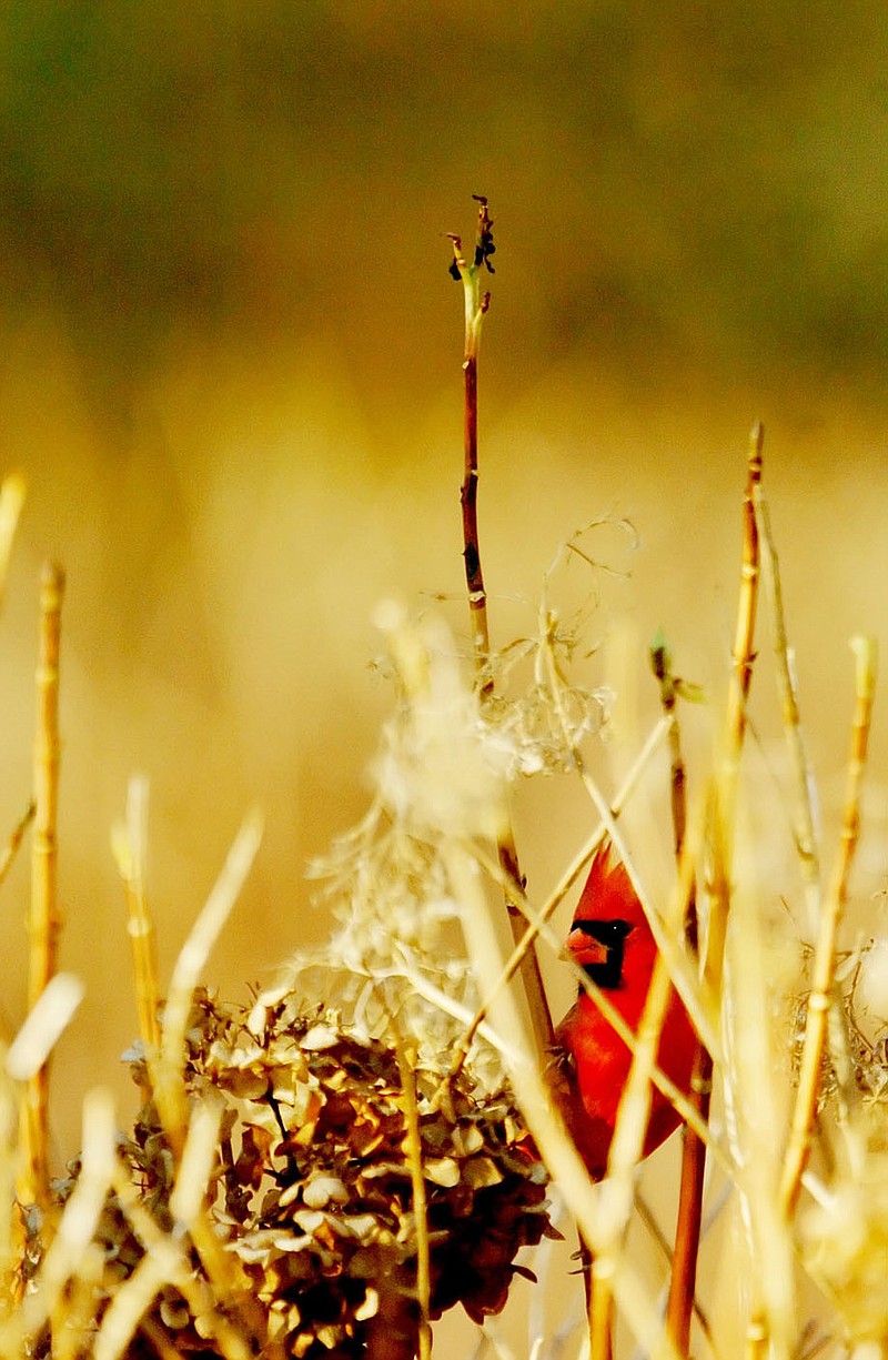 A male cardinal sits protected in the bushes near a bird feeder. Think your bored on a cold winter day? Plant a chair in front of a window and observe the comings and goings of birds beyond the glass. 
(John D. Simmons/Charlotte Observer/KRT)