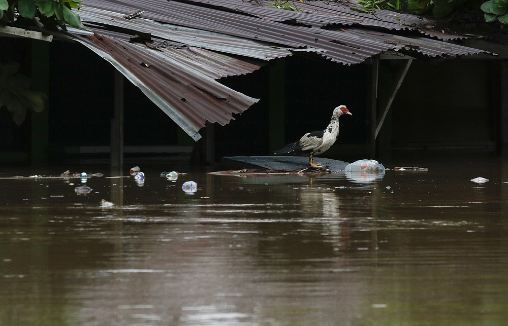 A bird stands under the roof of a flooded home after the passing of Iota in La Lima, Honduras, Wednesday, Nov. 18, 2020. Iota flooded stretches of Honduras still underwater from Hurricane Eta, after it hit Nicaragua Monday evening as a Category 4 hurricane and weakened as it moved across Central America, dissipating over El Salvador early Wednesday. (AP Photo/Delmer Martinez)