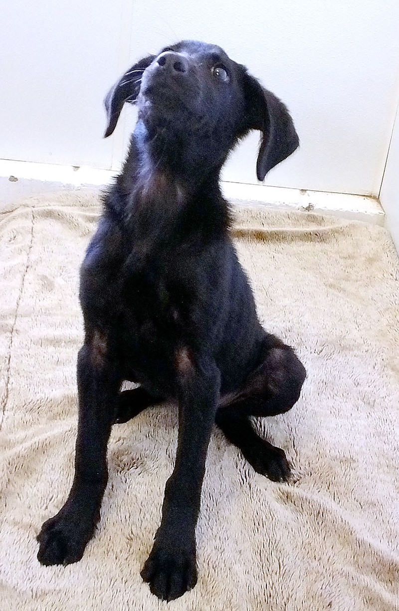 Lynn Atkins/The Weekly Vista
Sally is about four months old. She's a playful, lab mix who has been spayed, Bella Vista Animal Shelter staff said. To adopt any of the dogs or cats at the shelter, visit 32 Bella Vista Way or call 479-855-6020.