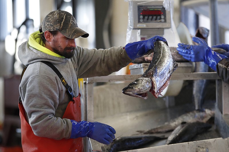 FILE - In this March 25, 2020, file photo, a worker weighs and sorts pollack at the Portland Fish Exchange in Portland, Maine. The coronavirus pandemic has hurt the U.S. seafood industry due to a precipitous fall in imports and exports and a drop in catch of some species. (AP Photo/Robert F. Bukaty, File)