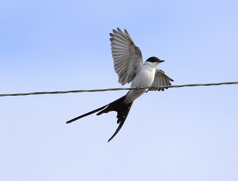 A rare bird: Arkansas birders document the state’s second visit by a