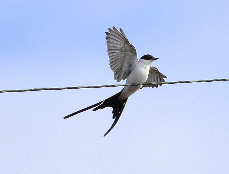 Only the second of its kind documented in Arkansas, this fork-tailed flycatcher (Tyrannus savana) was spotted in Desha County in November and early December. (Special to the Democrat-Gazette/Gary Graves)