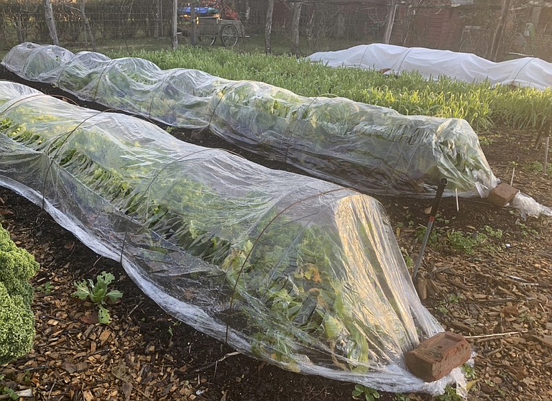 This undated photo shows an autumn vegetable garden in New Paltz, N.Y. Hardy vegetables such as lettuce, endive, and arugula can be harvested well into autumn even in northern gardens with some protection from "tunnels" covered with clear plastic or row covers. - Lee Reich via AP