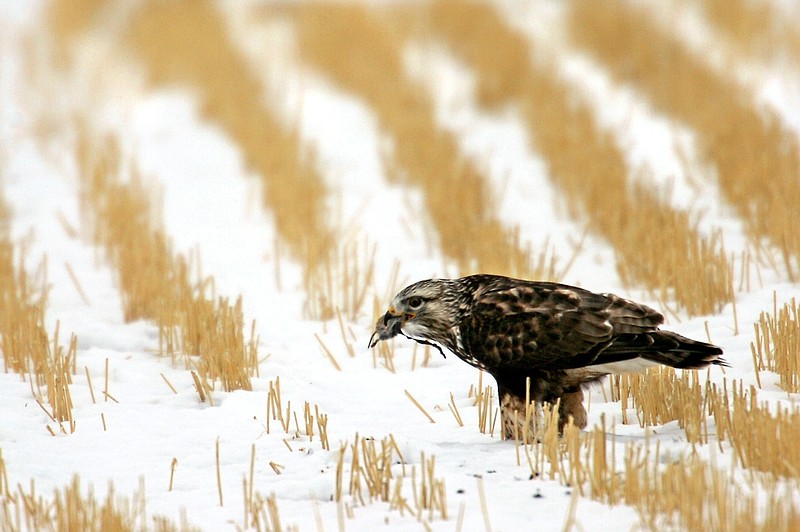 FILE - In this Nov. 27, 2007 file photo a rough-legged hawk feeds on a rodent in a field near Great Falls, Mont. The Trump administration moved forward Friday, Nov. 27, 2020, on gutting a longstanding federal protection for the nation's birds, over objections from former federal officials and many scientists that billions more birds will likely perish as a result. (Robin Loznak/The Great Falls Tribune via AP)