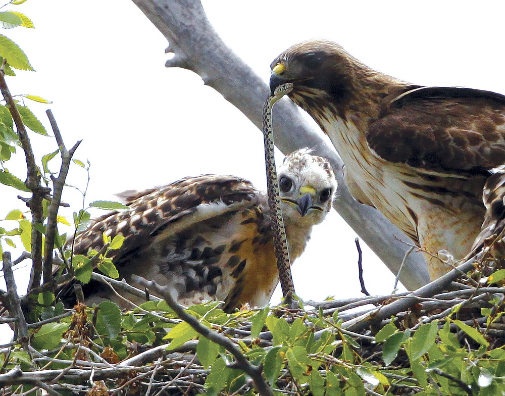FILE - This June 5, 2009, file photo shows a Redtail hawk feeding a snake to one of her young ones nested at the Rocky Mountain Wildlife Refuge in Commerce City, Colo. The Trump administration moved forward Friday, Nov. 27, 2020, on gutting a longstanding federal protection for the nation's birds, over objections from former federal officials and many scientists that billions more birds will likely perish as a result. (AP Photo/Ed Andrieski, File)