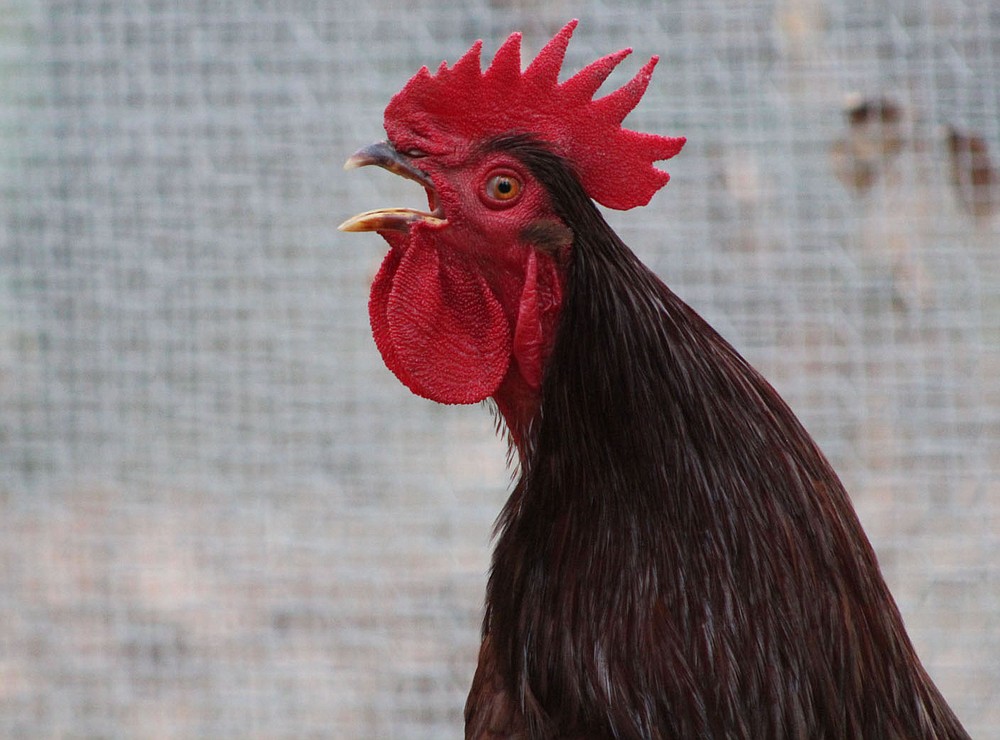 Several roosters and chickens were hatched from eggs Anne Canada, a librarian at Paris Middle School, incubated at her Subiaco home in support of a 4-H program for the school. (NWA Democrat-Gazette/Mary Jordan)