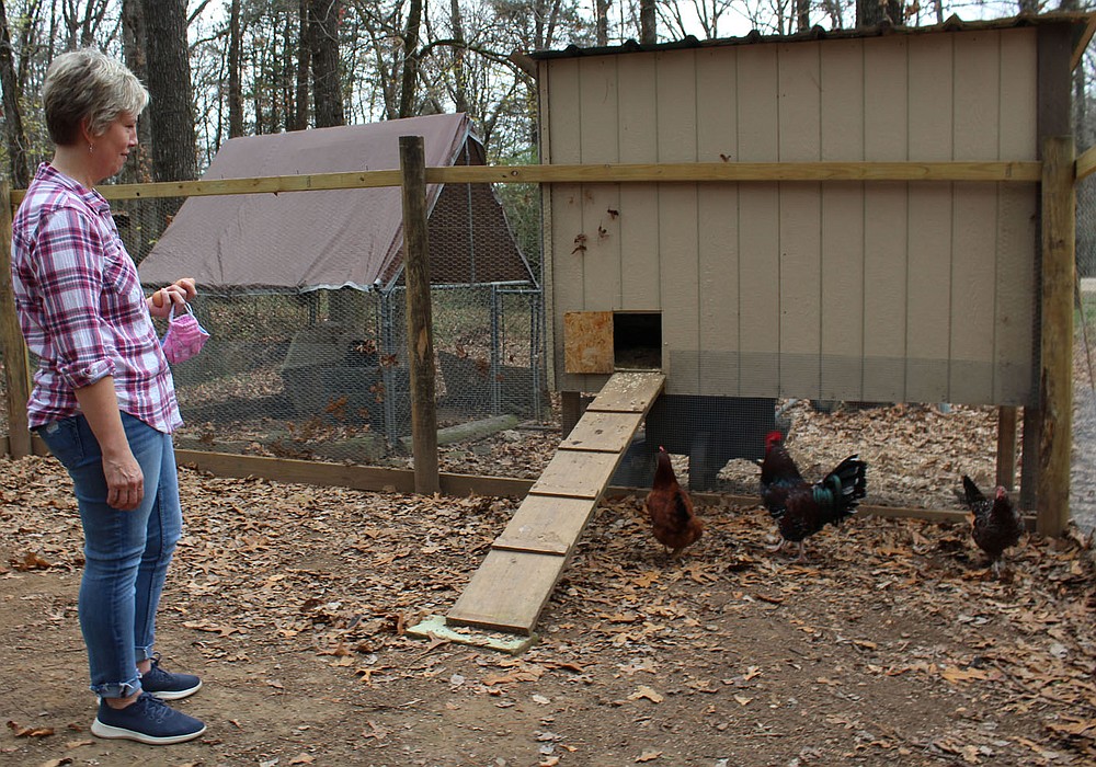 Anne Canada, a librarian at Paris Middle School, observes chickens Nov. 21 in a coop at her Subiaco home. The coop was built to house chickens and roosters hatched in support of a virtual 4-H program offered for students when schools shutdown for onsite instruction in the spring. (NWA Democrat-Gazette/Mary Jordan)