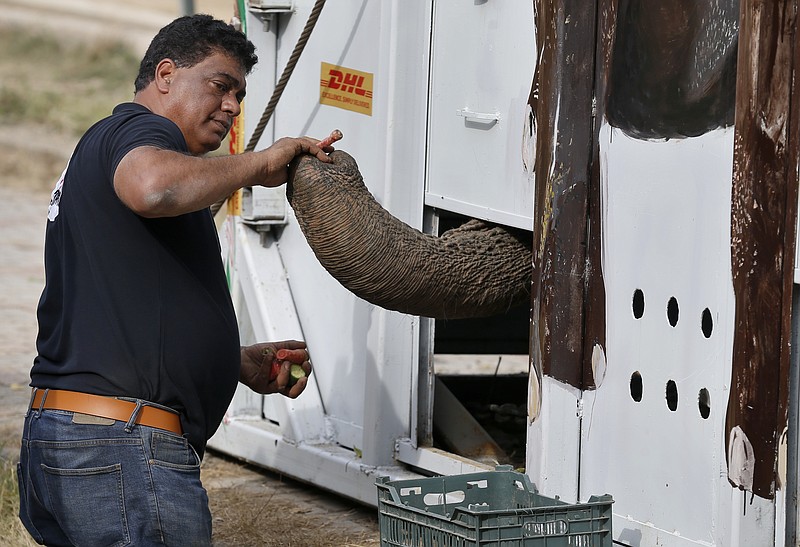 Dr. Amir Khalil, a veterinarian from the international animal welfare organization Four Paws, feeds an elephant named Kaavan who is loaded in a crate for transporting him to a sanctuary in Cambodia, at the Marghazar Zoo in Islamabad, Pakistan, Sunday, Nov. 29, 2020. Kavaan, the world's loneliest elephant, who became a cause celebre in part because America's iconic singer and actress Cher joined the battle to save him from his desperate conditions at the zoo. (AP Photo/Anjum Naveed)