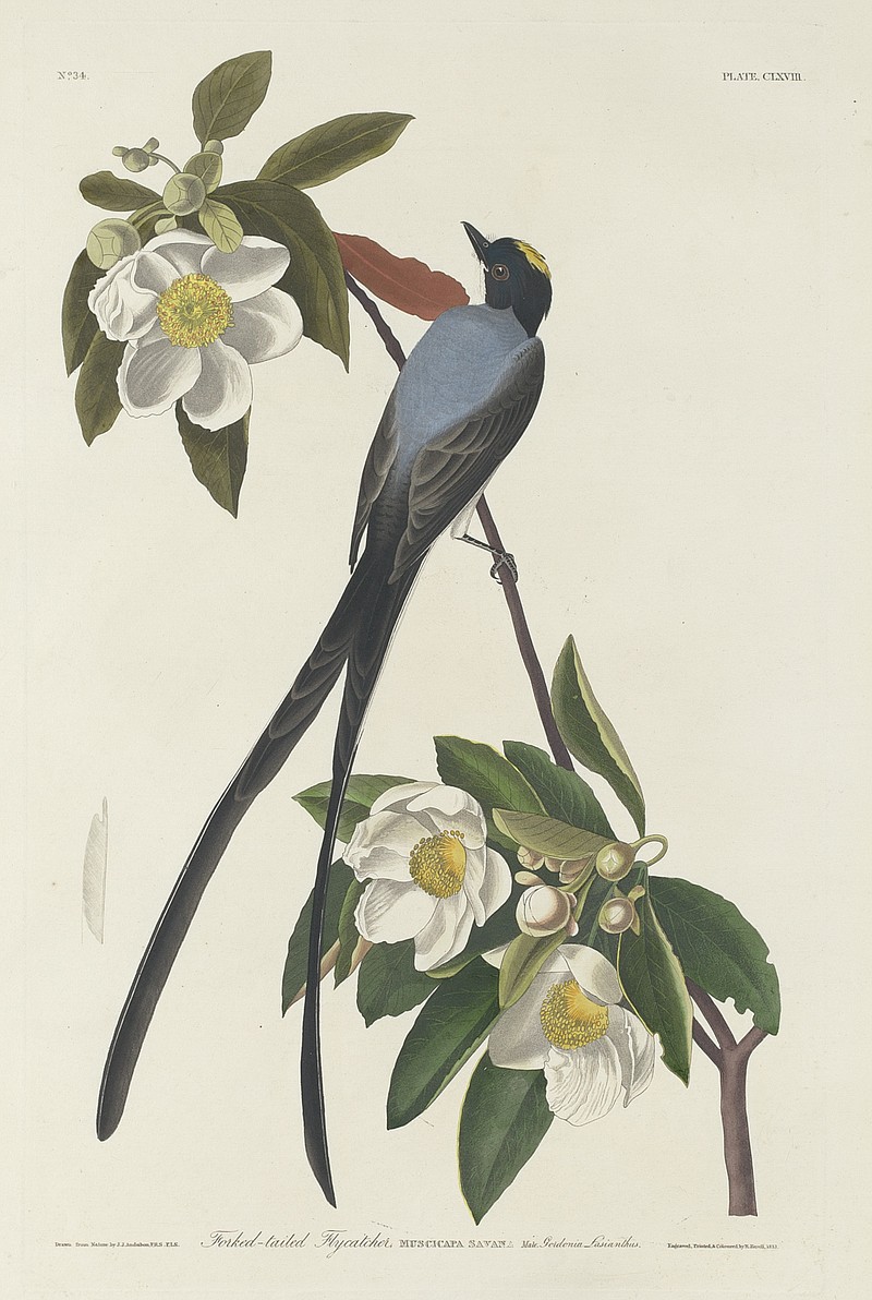 John James Audubon's "Fork-Tailed Flycatcher, 1833," print of hand-colored etching and aquatint by Robert Havell; gift of Mrs. Walter B. James to the National Gallery of Art. (National Gallery of Art)