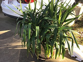 majestic palm plant Majesty Palm  Plant Detectives
