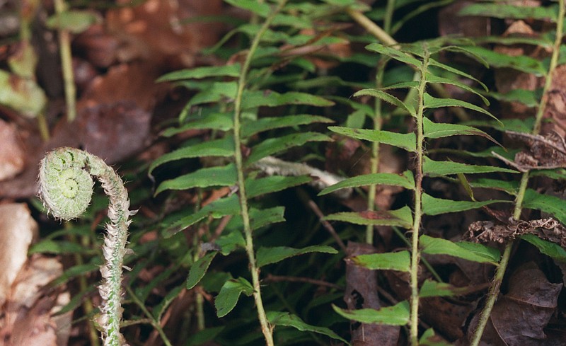 A new Christmas fern frond unwinds in spring along the Ozark Highlands Trail. 
(Democrat-Gazette file photo)