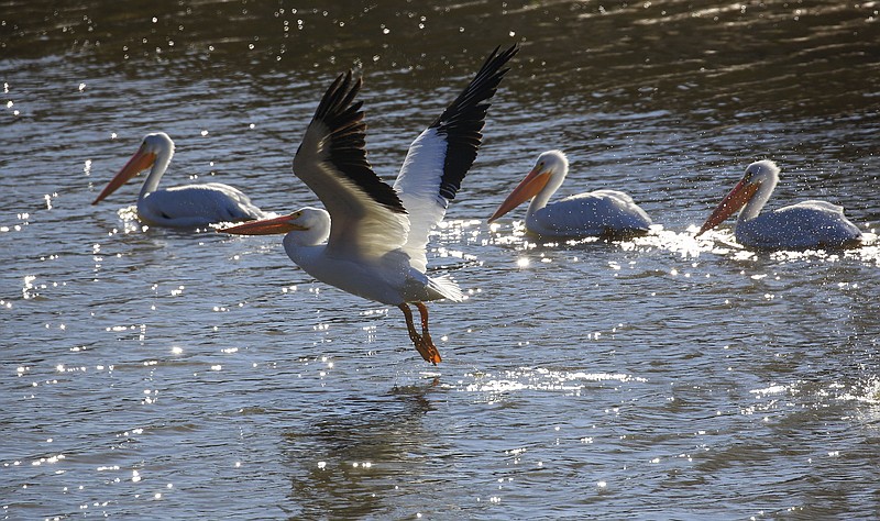 A pelican takes flight from Victory Lake in early December in North Little Rock's Burns Park. (Democrat-Gazette file photo/Staton Breidenthal)