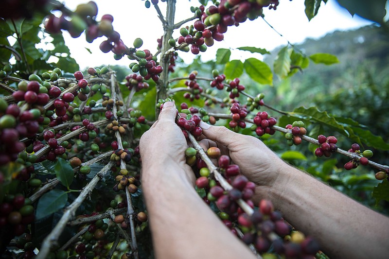 A worker picks coffee berries at the Cielito Lindo group farm in Pena Blanca, Honduras, on Jan. 11, 2018. MUST CREDIT: Bloomberg photo by Tomas Ayuso.