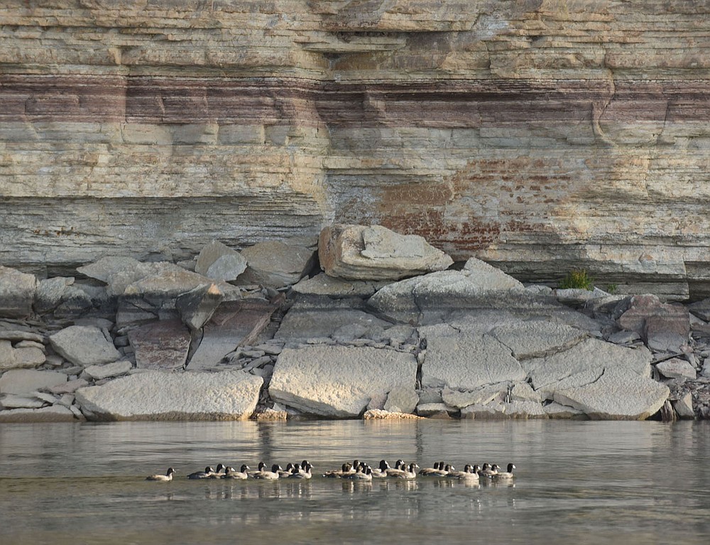 Coots swim along a bluff north of Rocky Branch park.
(NWA Democrat-Gazette/Flip Putthoff)