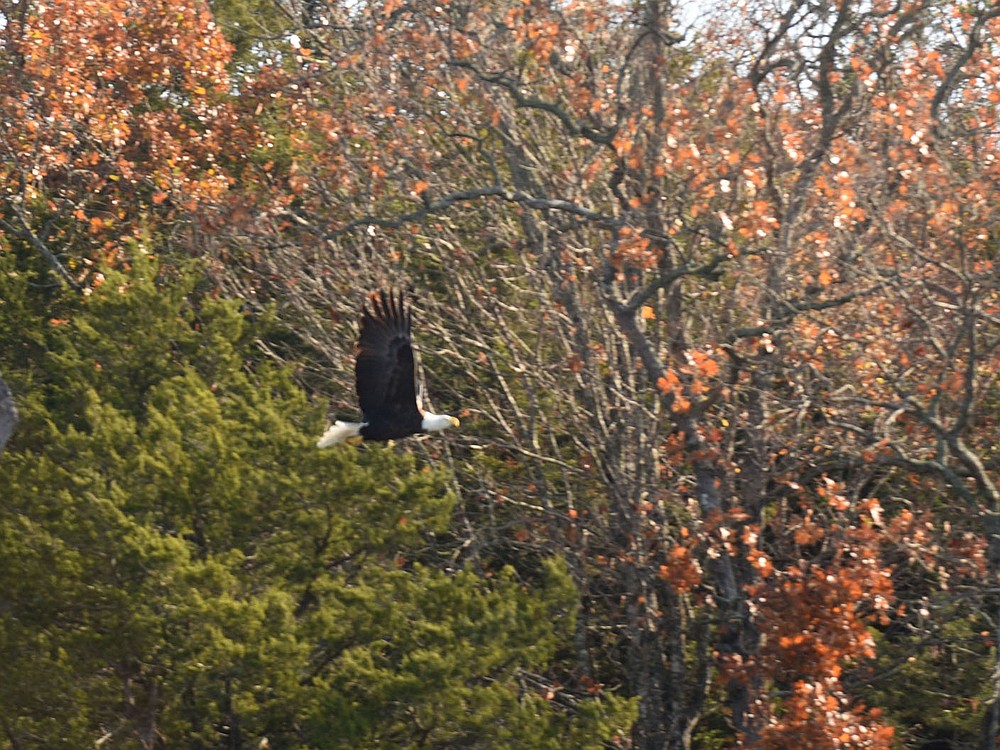A bald eagle flies Nov. 6 2020 along the lake shore. Neal spotted two adult and one juvenile bald eagle near Rocky Branch park.
(NWA Democrat-Gazette/Flip Putthoff)