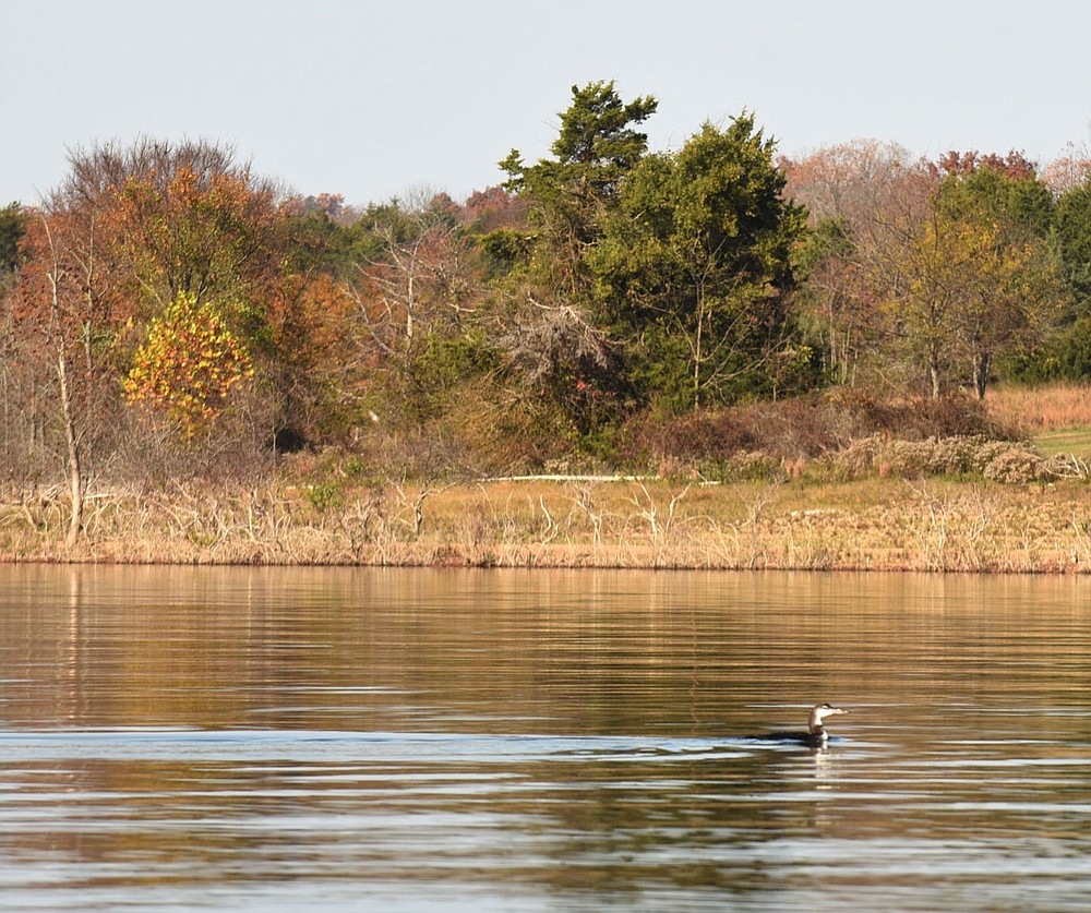 A common loon glides Nov. 6 2020 across the smooth water.
(NWA Democrat-Gazette/Flip Putthoff)