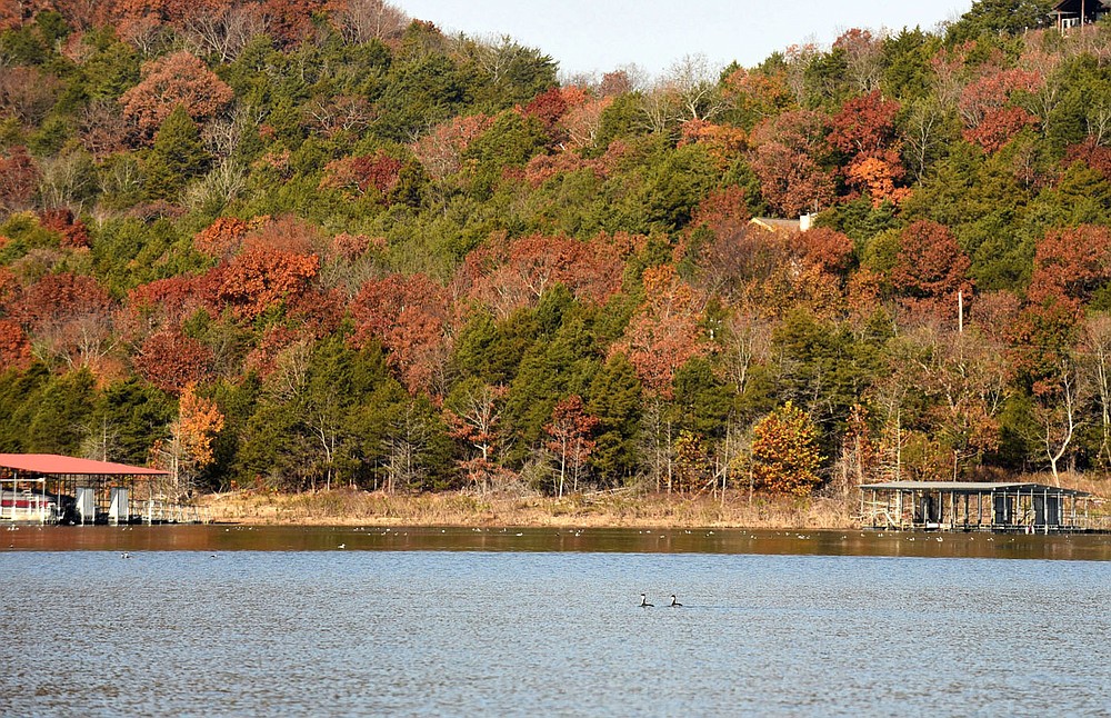 Flocks containing several dozen horned grebes float in leisurely fashion along the north shore of Beaver Lake north of Rocky Branch park. This part of the lake is among the best places in Arkansas to see horned grebes, said Joe Neal with the Northwest Arkansas Audubon Society. A rare western grebe was among this bunch of birds.
(NWA Democrat-Gazette/Flip Putthoff)