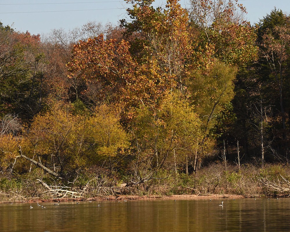 A rare western grebe (right) swims Nov. 6 2020 with other birds along the north shore of Beaver Lake, near Slate Gap Road.
(NWA Democrat-Gazette/Flip Putthoff)