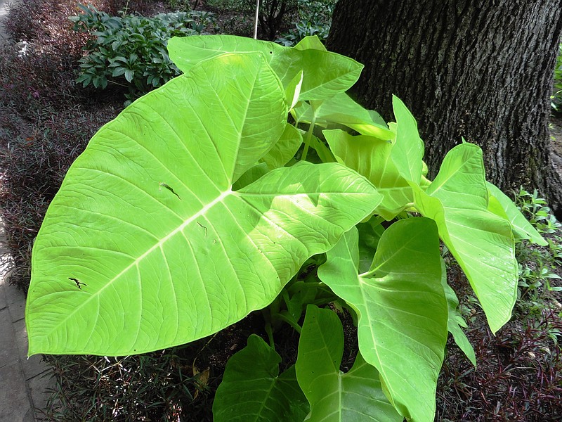 IN THE GARDEN: Gifted elephant ears better off stored until spring