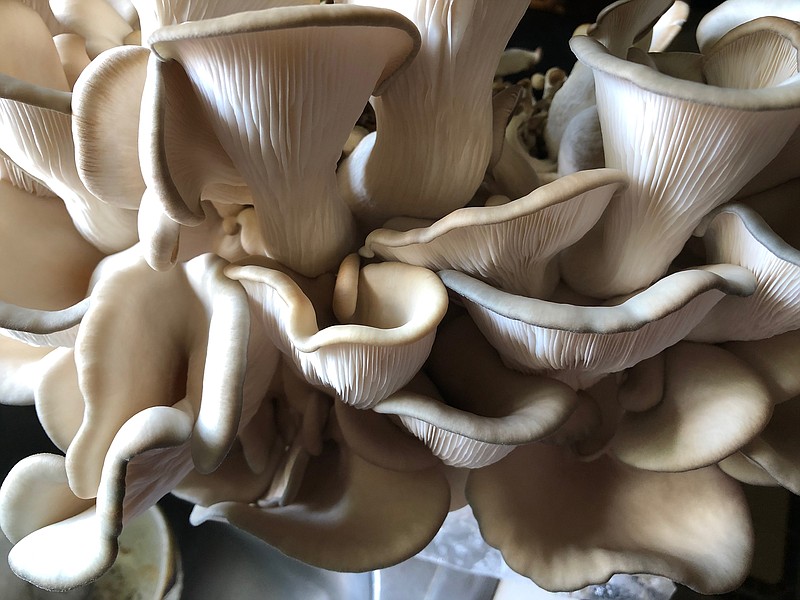 Blue oyster mushrooms sprout like a crown above a grow-your-own kit from Wye Mountain Mushroom Farm. (Arkansas Democrat-Gazette/Celia Storey)