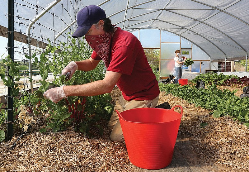 Cale Nicholson, farm manager at the Apple Seeds Teaching Farm in Fayetteville, harvest rainbow chard Monday, April 20, 2020, inside the high tunnel on the farm in Fayetteville. The fresh produce is bagged and partnered with an educational recipe book for distribution. This week's harvest is going to Fayetteville's Outback Pantry. Over the past weeks produce and recipe books have been distributed to students at Owl Creek Elementary school in Fayetteville, and four schools in Springdale. Visit nwaonline.com/200421Daily/ and nwadg.com/photos for a photo gallery.
(NWA Democrat-Gazette/David Gottschalk)