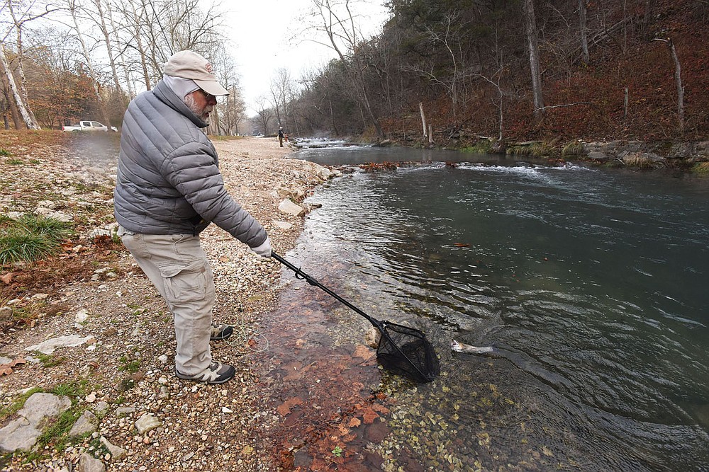 Rick Brown of Colwich, Kan., near Wichita, brings a rainbow trout to his net on Nov. 13 2020 at Roaring River State Park. He and friends from the Flatland Fly Fishers club have come to opening day of catch and release season for nine years.
(NWA Democrat-Gazette/Flip Putthoff)