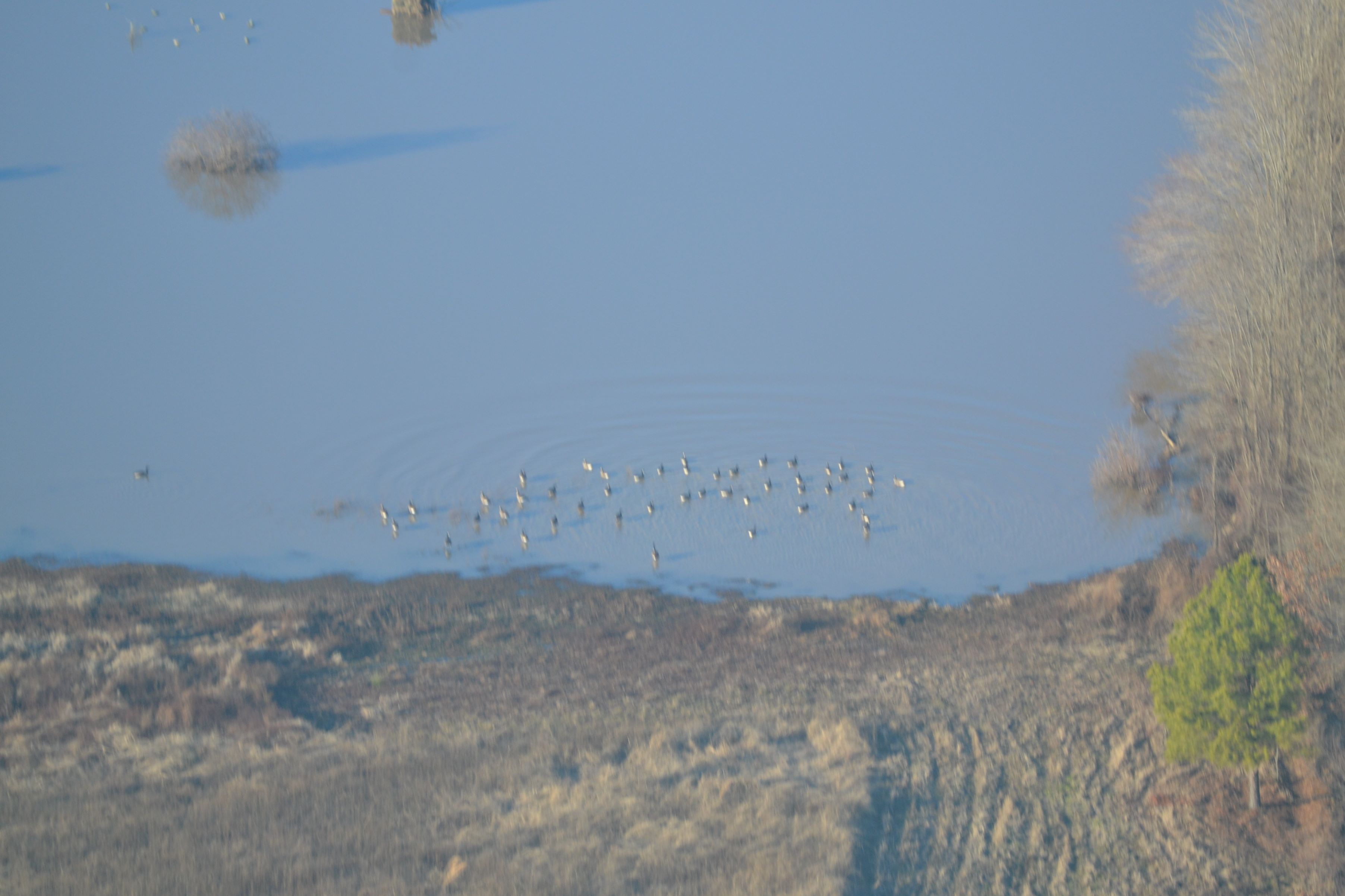 Second hunting of ducks ho-hum