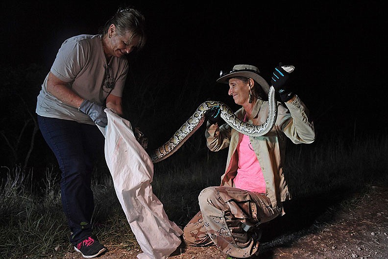 Donna Kalil (right) and Renee Yousefi bag an 8-foot Burmese python along the C-304 levee in Miami-Dade County in July 2018.