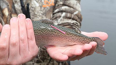 Tags are located near the dorsal fin on a trout's back
(Courtesy photo/Arkansas Game and Fish Commission)