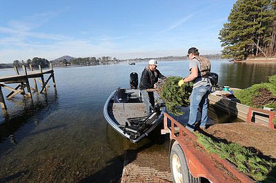 Old Christmas trees get new life as fish habitat.
(Courtesy photo/Arkansas Game and Fish Commission)