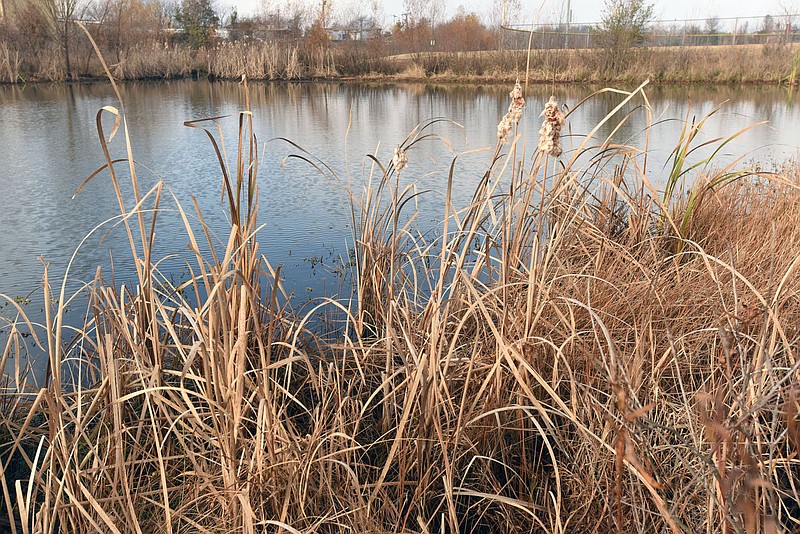 Urban wetlands, such as this one next to the Rogers Regional Sports Park, are oases of habitat for fish and wildlife in the city limits. Trails such as the Northwest Arkansas Razorback Greenway pass near several wetlands because trails run through flood plains in the region.
(NWA Democrat-Gazette/Flip Putthoff) story.lead_photo.caption