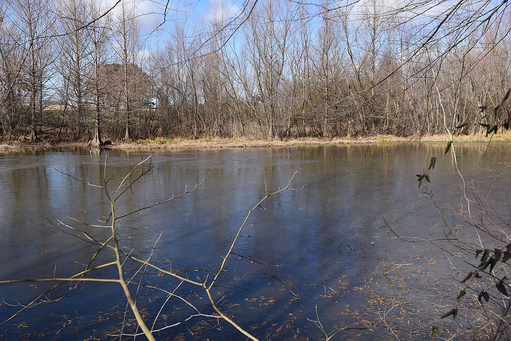 This wetland near Northwest Medical Center in Bentonville contains bald cypress trees, seen at left.
(NWA Democrat-Gazette/Flip Putthoff)